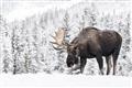 Picture of Winter Moose _GroupedProduct_Rectangle_Landscape_Photography _GroupedProduct_Rectangle_Landscape_Unframed_Print_Only_