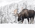 Picture of Winter Moose _GroupedProduct_Rectangle_Landscape_Photography _GroupedProduct_Rectangle_Landscape_Unframed_Print_Only_