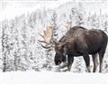 Picture of Winter Moose _GroupedProduct_Rectangle_Landscape_Photography _GroupedProduct_Rectangle_Landscape_Unframed_Print_Only_
