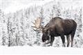 Picture of Winter Moose _GroupedProduct_Rectangle_Landscape_Photography _GroupedProduct_Rectangle_Landscape_Unframed_Print_Only_