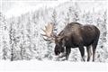 Picture of Winter Moose _GroupedProduct_Rectangle_Landscape_Photography _GroupedProduct_Rectangle_Landscape_Unframed_Print_Only_