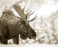 Picture of Elliot, the moose _GroupedProduct_Rectangle_Landscape_Photography _GroupedProduct_Rectangle_Landscape_Unframed_Print_Only_