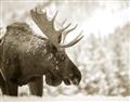Picture of Elliot, the moose _GroupedProduct_Rectangle_Landscape_Photography _GroupedProduct_Rectangle_Landscape_Unframed_Print_Only_