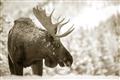 Picture of Elliot, the moose _GroupedProduct_Rectangle_Landscape_Photography _GroupedProduct_Rectangle_Landscape_Unframed_Print_Only_