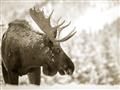 Picture of Elliot, the moose _GroupedProduct_Rectangle_Landscape_Photography _GroupedProduct_Rectangle_Landscape_Unframed_Print_Only_