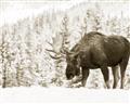 Picture of Winter Moose _GroupedProduct_Rectangle_Landscape_Photography _GroupedProduct_Rectangle_Landscape_Unframed_Print_Only_