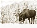 Picture of Winter Moose _GroupedProduct_Rectangle_Landscape_Photography _GroupedProduct_Rectangle_Landscape_Unframed_Print_Only_