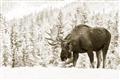 Picture of Winter Moose _GroupedProduct_Rectangle_Landscape_Photography _GroupedProduct_Rectangle_Landscape_Unframed_Print_Only_