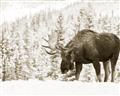 Picture of Winter Moose _GroupedProduct_Rectangle_Landscape_Photography _GroupedProduct_Rectangle_Landscape_Unframed_Print_Only_
