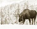 Picture of Winter Moose _GroupedProduct_Rectangle_Landscape_Photography _GroupedProduct_Rectangle_Landscape_Unframed_Print_Only_