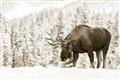 Picture of Winter Moose _GroupedProduct_Rectangle_Landscape_Photography _GroupedProduct_Rectangle_Landscape_Unframed_Print_Only_