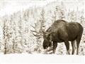 Picture of Winter Moose _GroupedProduct_Rectangle_Landscape_Photography _GroupedProduct_Rectangle_Landscape_Unframed_Print_Only_