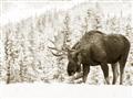 Picture of Winter Moose _GroupedProduct_Rectangle_Landscape_Photography _GroupedProduct_Rectangle_Landscape_Unframed_Print_Only_