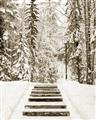 Picture of Winter's Kiss _GroupedProduct_Rectangle_Portrait_Photography _GroupedProduct_Rectangle_Portrait_Unframed_Print_Only_