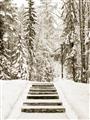 Picture of Winter's Kiss _GroupedProduct_Rectangle_Portrait_Photography _GroupedProduct_Rectangle_Portrait_Unframed_Print_Only_