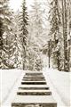 Picture of Winter's Kiss _GroupedProduct_Rectangle_Portrait_Photography _GroupedProduct_Rectangle_Portrait_Unframed_Print_Only_