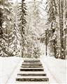 Picture of Winter's Kiss _GroupedProduct_Rectangle_Portrait_Photography _GroupedProduct_Rectangle_Portrait_Unframed_Print_Only_