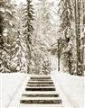 Picture of Winter's Kiss _GroupedProduct_Rectangle_Portrait_Photography _GroupedProduct_Rectangle_Portrait_Unframed_Print_Only_