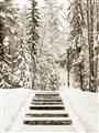 Picture of Winter's Kiss _GroupedProduct_Rectangle_Portrait_Photography _GroupedProduct_Rectangle_Portrait_Unframed_Print_Only_