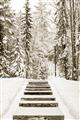 Picture of Winter's Kiss _GroupedProduct_Rectangle_Portrait_Photography _GroupedProduct_Rectangle_Portrait_Unframed_Print_Only_