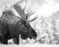 Picture of Elliot, the moose _GroupedProduct_Rectangle_Landscape_Photography _GroupedProduct_Rectangle_Landscape_Unframed_Print_Only_