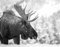 Picture of Elliot, the moose _GroupedProduct_Rectangle_Landscape_Photography _GroupedProduct_Rectangle_Landscape_Unframed_Print_Only_
