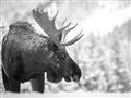Picture of Elliot, the moose _GroupedProduct_Rectangle_Landscape_Photography _GroupedProduct_Rectangle_Landscape_Unframed_Print_Only_