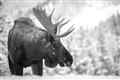 Picture of Elliot, the moose _GroupedProduct_Rectangle_Landscape_Photography _GroupedProduct_Rectangle_Landscape_Unframed_Print_Only_
