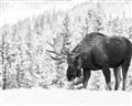 Picture of Winter Moose _GroupedProduct_Rectangle_Landscape_Photography _GroupedProduct_Rectangle_Landscape_Unframed_Print_Only_