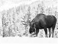 Picture of Winter Moose _GroupedProduct_Rectangle_Landscape_Photography _GroupedProduct_Rectangle_Landscape_Unframed_Print_Only_