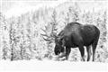 Picture of Winter Moose _GroupedProduct_Rectangle_Landscape_Photography _GroupedProduct_Rectangle_Landscape_Unframed_Print_Only_