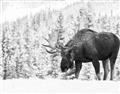 Picture of Winter Moose _GroupedProduct_Rectangle_Landscape_Photography _GroupedProduct_Rectangle_Landscape_Unframed_Print_Only_