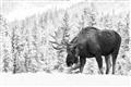 Picture of Winter Moose _GroupedProduct_Rectangle_Landscape_Photography _GroupedProduct_Rectangle_Landscape_Unframed_Print_Only_