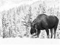 Picture of Winter Moose _GroupedProduct_Rectangle_Landscape_Photography _GroupedProduct_Rectangle_Landscape_Unframed_Print_Only_