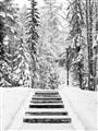 Picture of Winter's Kiss _GroupedProduct_Rectangle_Portrait_Photography _GroupedProduct_Rectangle_Portrait_Unframed_Print_Only_