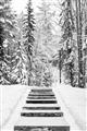 Picture of Winter's Kiss _GroupedProduct_Rectangle_Portrait_Photography _GroupedProduct_Rectangle_Portrait_Unframed_Print_Only_