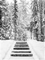 Picture of Winter's Kiss _GroupedProduct_Rectangle_Portrait_Photography _GroupedProduct_Rectangle_Portrait_Unframed_Print_Only_
