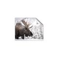 Picture of Elliot, the moose _GroupedProduct_Rectangle_Landscape_Photography _GroupedProduct_Rectangle_Landscape_Unframed_Print_Only_
