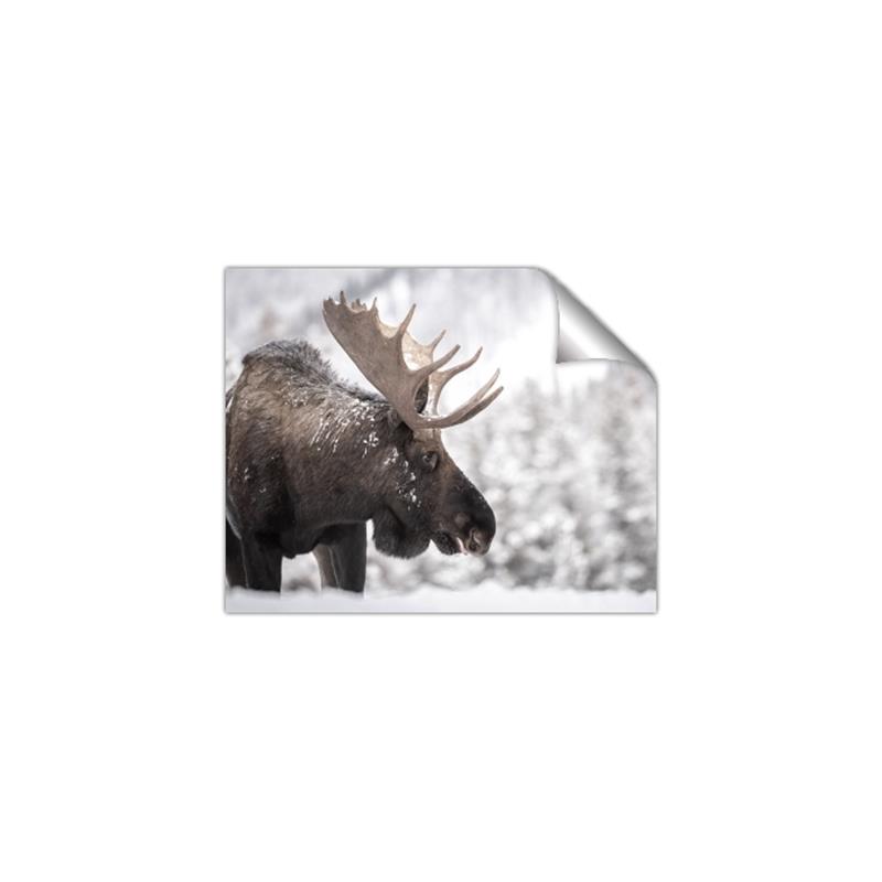 Picture of Elliot, the moose _GroupedProduct_Rectangle_Landscape_Photography _GroupedProduct_Rectangle_Landscape_Unframed_Print_Only_