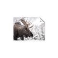 Picture of Elliot, the moose _GroupedProduct_Rectangle_Landscape_Photography _GroupedProduct_Rectangle_Landscape_Unframed_Print_Only_