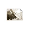 Picture of Elliot, the moose _GroupedProduct_Rectangle_Landscape_Photography _GroupedProduct_Rectangle_Landscape_Unframed_Print_Only_