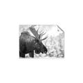 Picture of Elliot, the moose _GroupedProduct_Rectangle_Landscape_Photography _GroupedProduct_Rectangle_Landscape_Unframed_Print_Only_