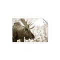 Picture of Elliot, the moose _GroupedProduct_Rectangle_Landscape_Photography _GroupedProduct_Rectangle_Landscape_Unframed_Print_Only_