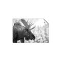 Picture of Elliot, the moose _GroupedProduct_Rectangle_Landscape_Photography _GroupedProduct_Rectangle_Landscape_Unframed_Print_Only_