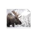 Picture of Elliot, the moose _GroupedProduct_Rectangle_Landscape_Photography _GroupedProduct_Rectangle_Landscape_Unframed_Print_Only_
