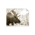 Picture of Elliot, the moose _GroupedProduct_Rectangle_Landscape_Photography _GroupedProduct_Rectangle_Landscape_Unframed_Print_Only_
