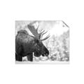 Picture of Elliot, the moose _GroupedProduct_Rectangle_Landscape_Photography _GroupedProduct_Rectangle_Landscape_Unframed_Print_Only_