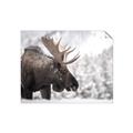 Picture of Elliot, the moose _GroupedProduct_Rectangle_Landscape_Photography _GroupedProduct_Rectangle_Landscape_Unframed_Print_Only_