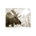 Picture of Elliot, the moose _GroupedProduct_Rectangle_Landscape_Photography _GroupedProduct_Rectangle_Landscape_Unframed_Print_Only_