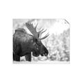Picture of Elliot, the moose _GroupedProduct_Rectangle_Landscape_Photography _GroupedProduct_Rectangle_Landscape_Unframed_Print_Only_